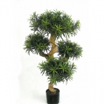 Podocarpus mountain tree 110cm